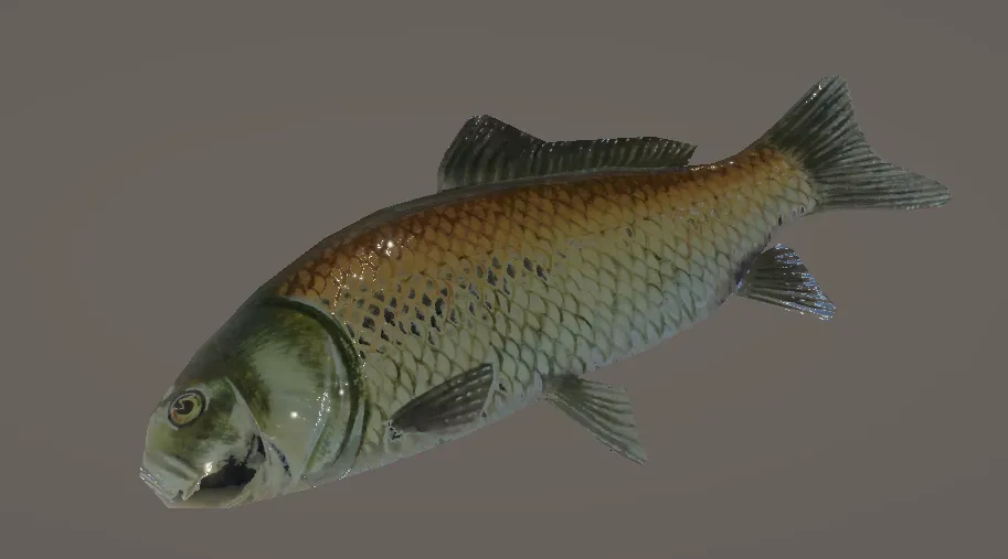 Carp model imported into Unity
