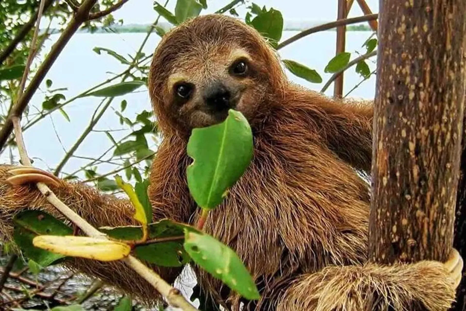 Sloth-Shot exhibit at the Schmiede